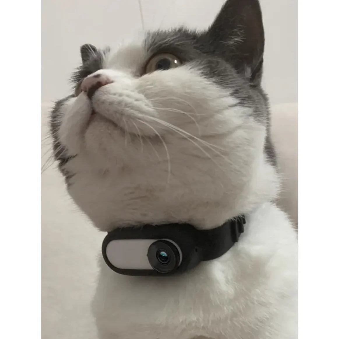 PetCam Collar