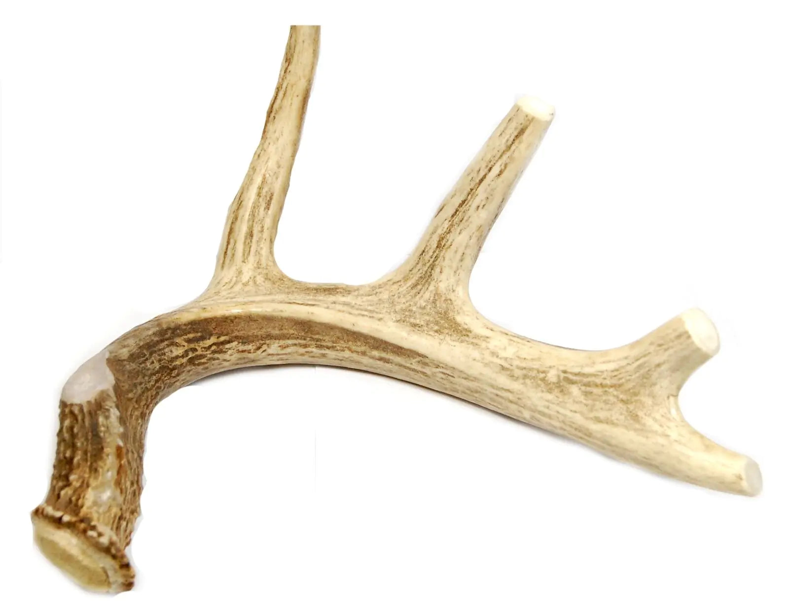 Whole Deer Antler